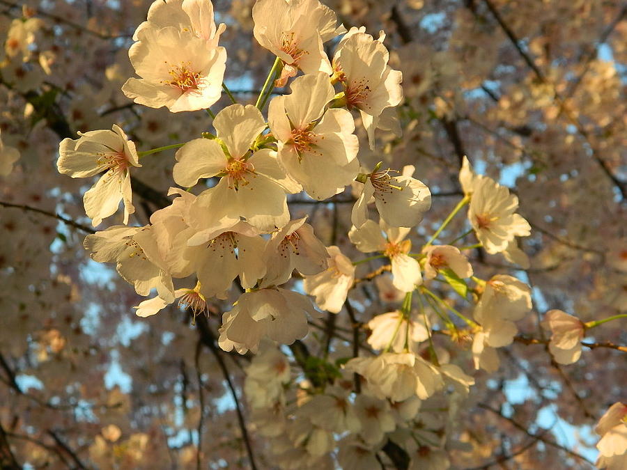 Cherry Blossoms Photograph by Emmy Marie Vickers