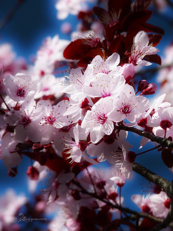 CHERRY BLOSSOMS - Featured in the Comfortable Art and Nature ...