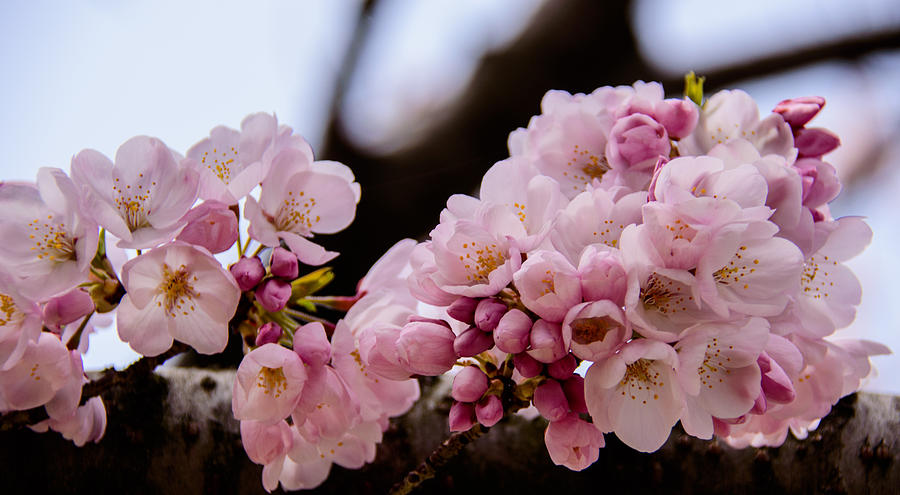 Cherry Blossoms Finally Photograph by Kathi Isserman