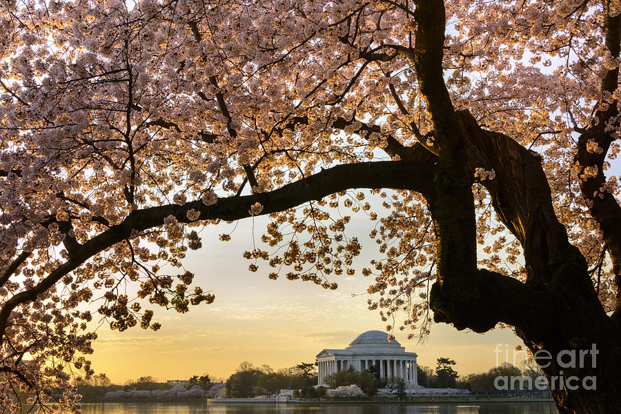 Cherry blossoms frame the Jefferson Memorial Photograph by Oscar Gutierrez
