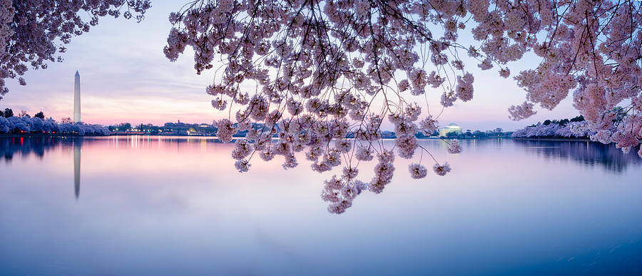 Cherry blossoms frame the Washington Monument and Jefferson Memorial -XXXL Photograph by OGphoto