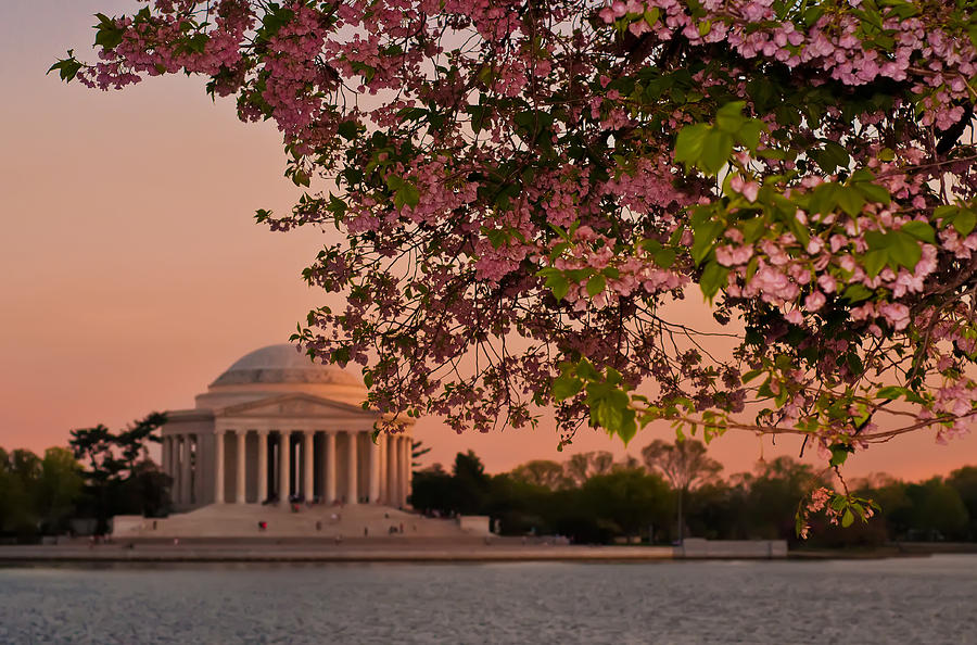 Cherry Blossoms Framing the Jefferson Memorial at Sunset Photograph by Mitchell R Grosky