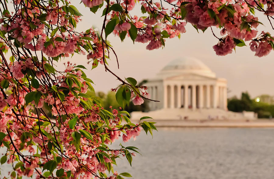 Cherry Blossoms Framing the Jefferson Memorial Photograph by Mitchell R Grosky