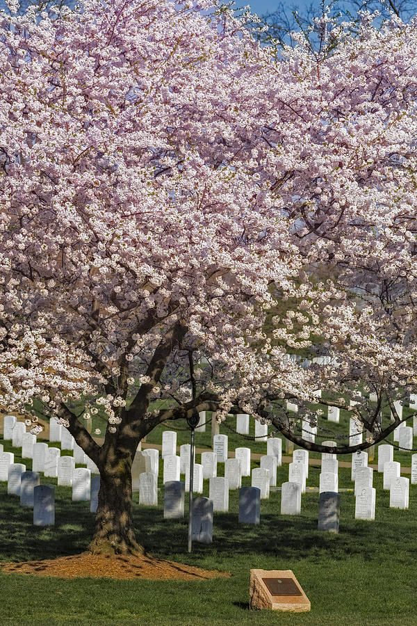 Cherry Blossoms Grace Arlington National Cemetery Photograph by Susan Candelario