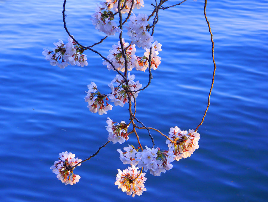 Spring Photograph - Cherry Blossoms Hanging Over Tidal Basin by Emmy Marie Vickers