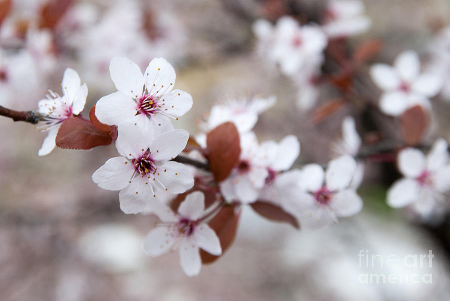 Cherry Blossoms Photograph by Hannes Cmarits