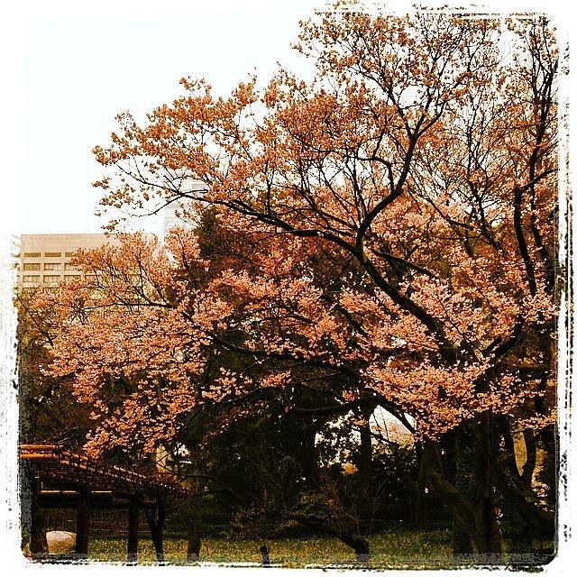 Cherry Blossoms Have Started In Tokyo! Photograph by Seema Patel