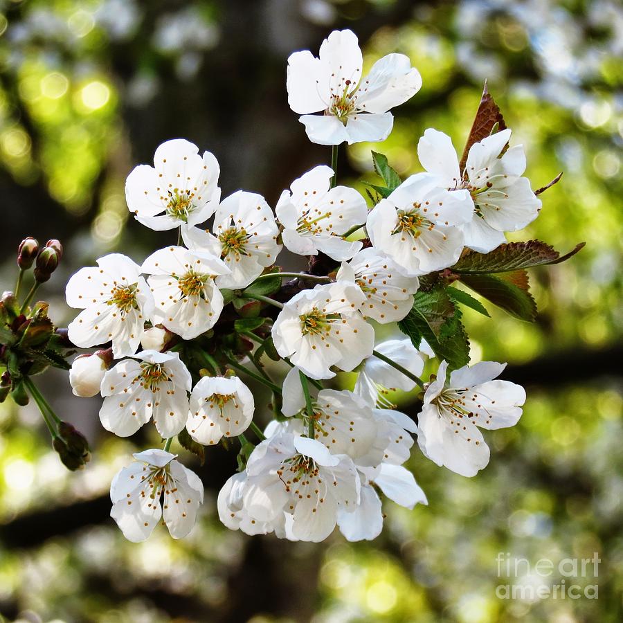 Nature Photograph - Cherry Blossoms  by Helen Campbell