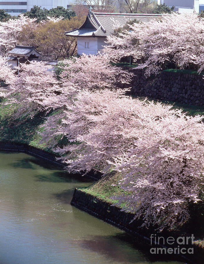 Cherry Blossoms Photograph by Hiroshi Harada