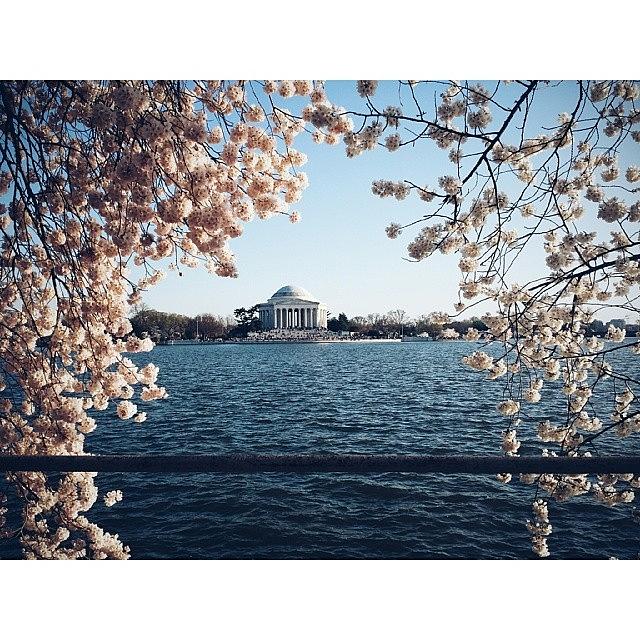 Spring Photograph - Cherry Blossoms. #igdc #instantdc by Caitlin Schiavoni