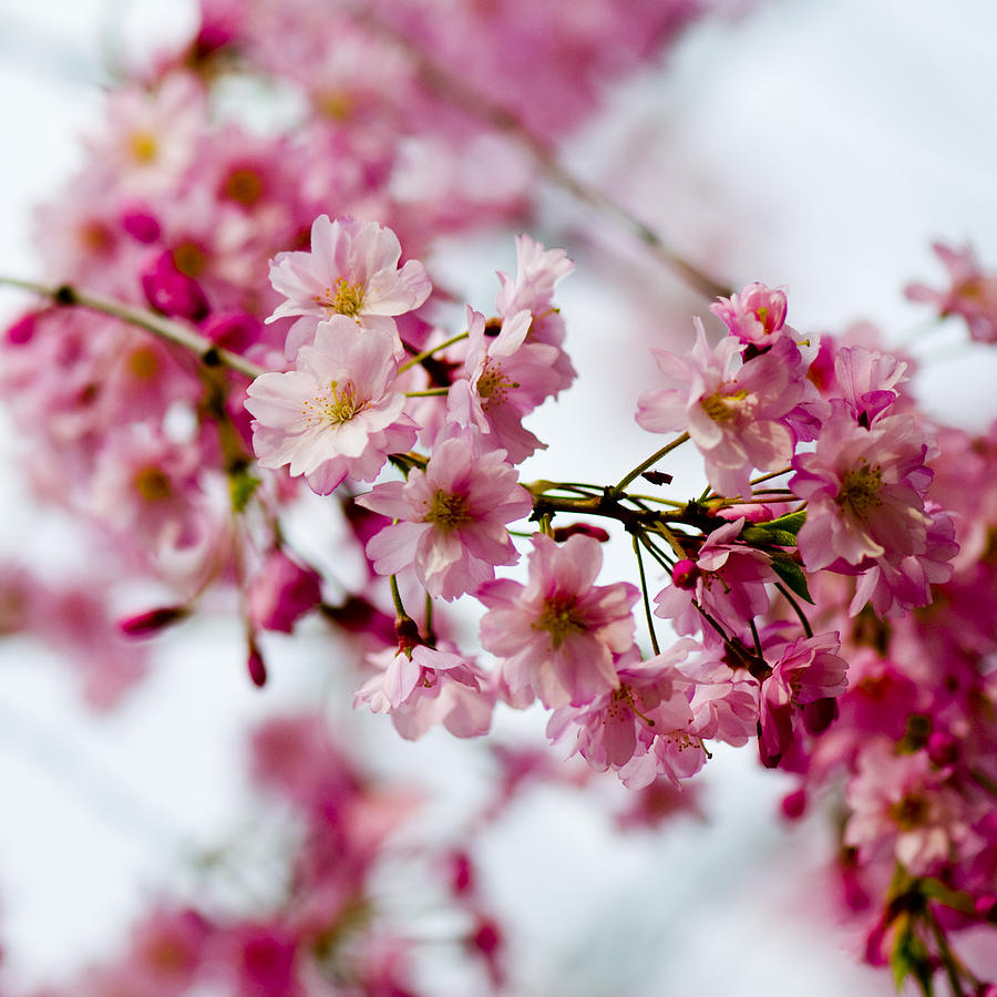 Cherry Blossoms Digital Art by Ilze Lucero - Fine Art America