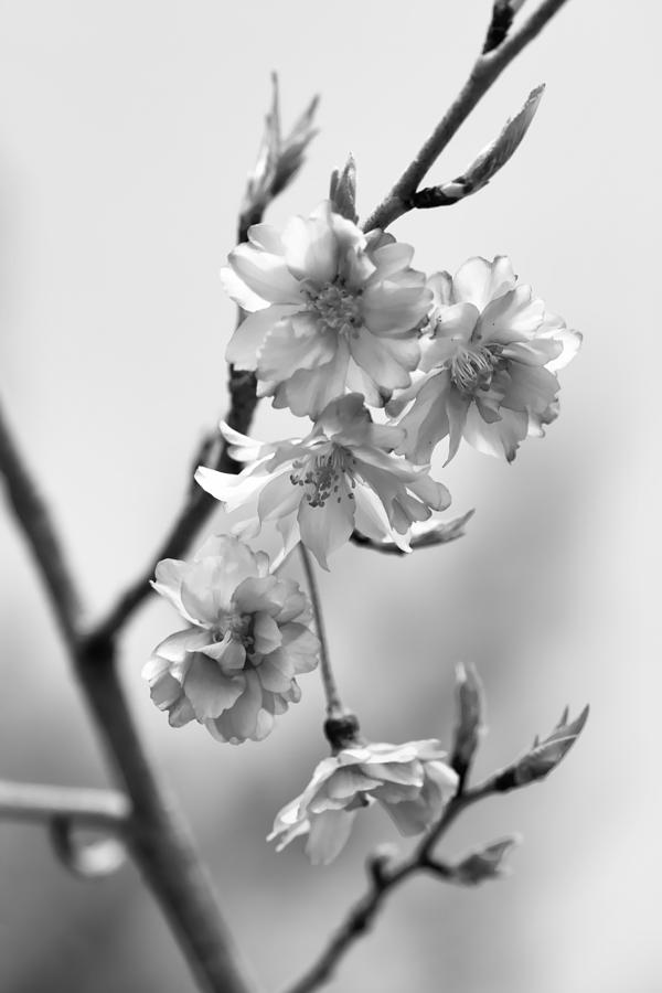 Cherry Blossoms in Black and White Photograph by Kathy Clark