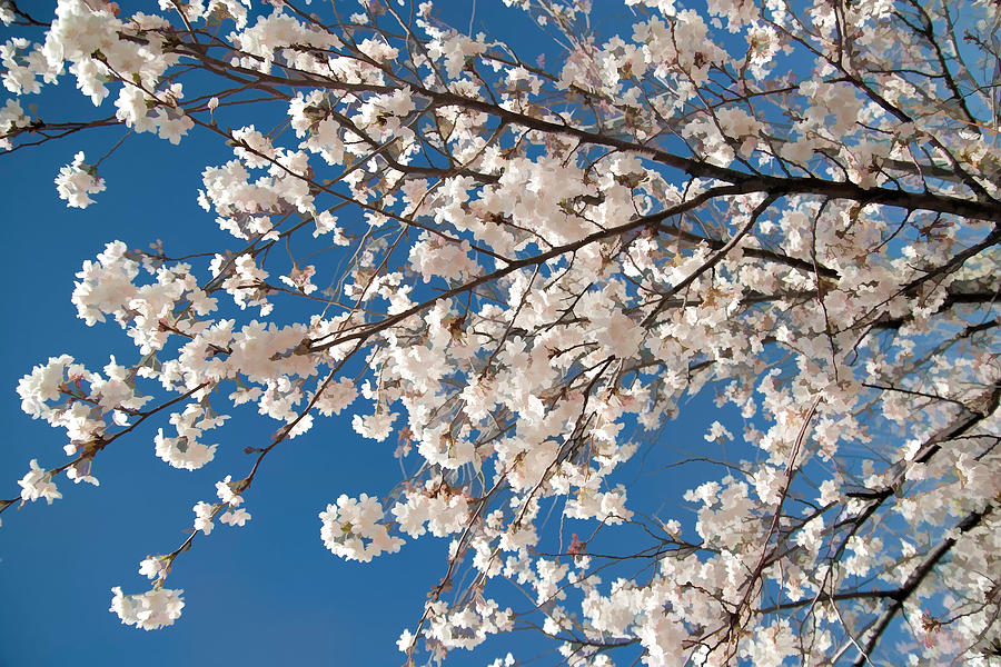 Tree Digital Art - Cherry Blossoms in Bloom by Kayta Kobayashi