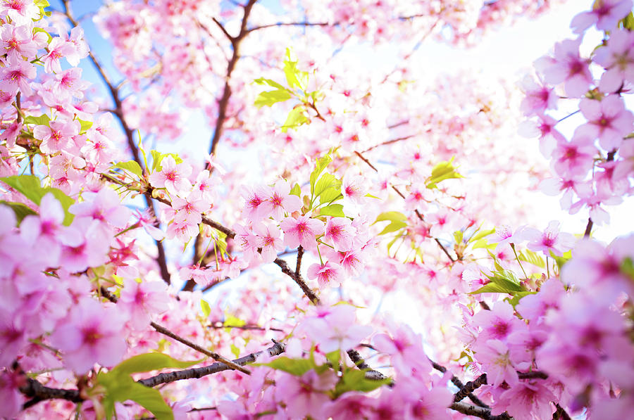 Cherry Blossoms In Full Bloom Photograph by Marser