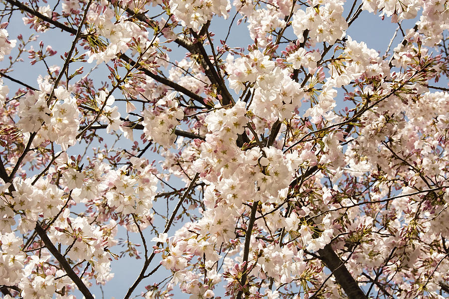 Cherry Blossoms in Georgia II Photograph by Penny Lisowski