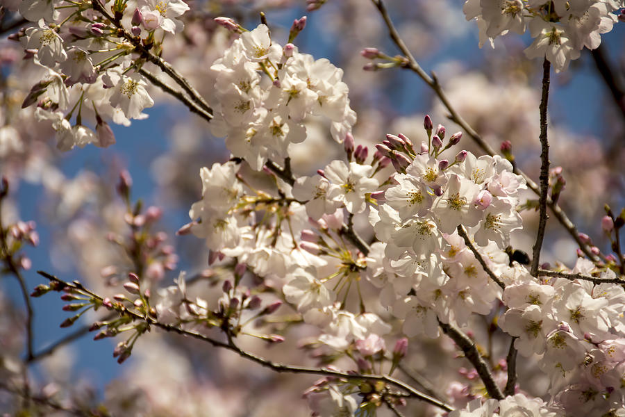 Flower Photograph - Cherry Blossoms in Georgia by Penny Lisowski