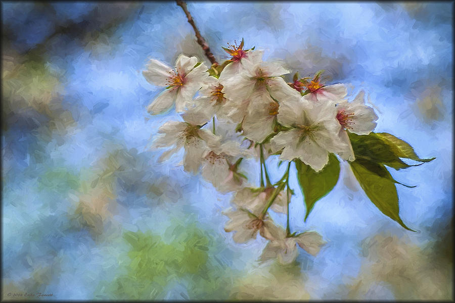 Cherry Blossoms in Oil Photograph by Erika Fawcett