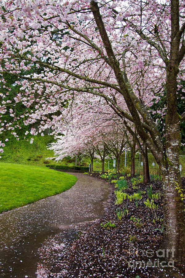 Cherry blossoms in Portland Photograph by Dan Hartford