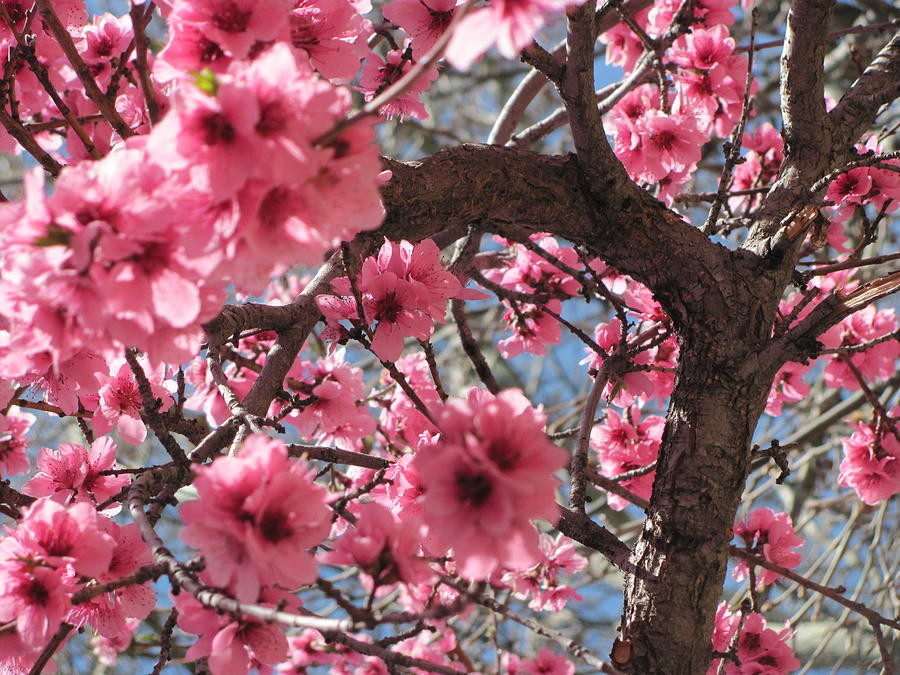Cherry Blossoms in Prescott Photograph by Dody Rogers
