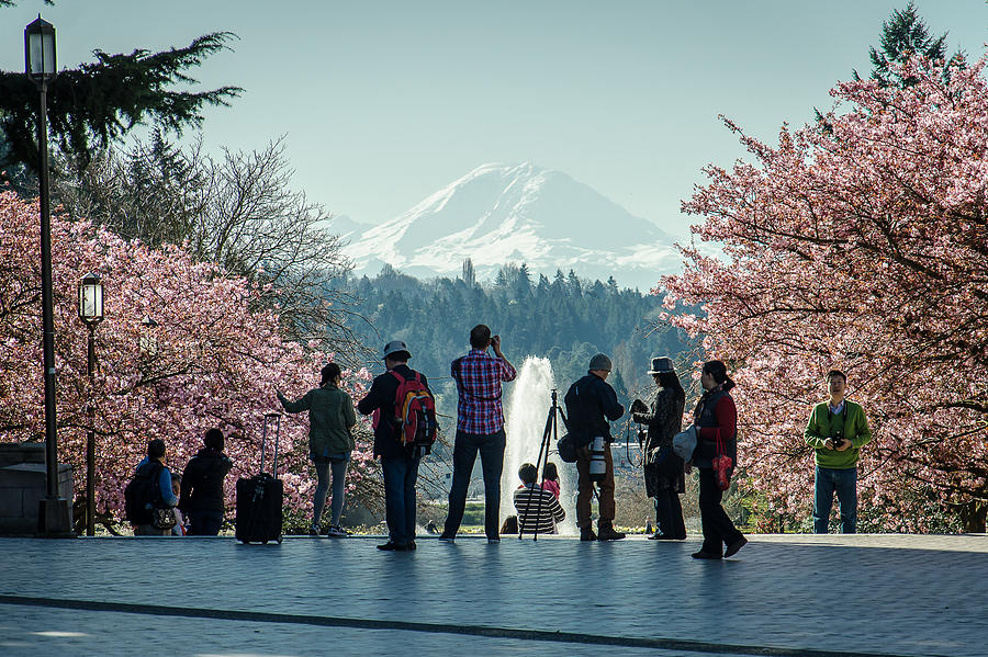 Cherry Blossoms in Seattle 01 Photograph by Mann Fine Art