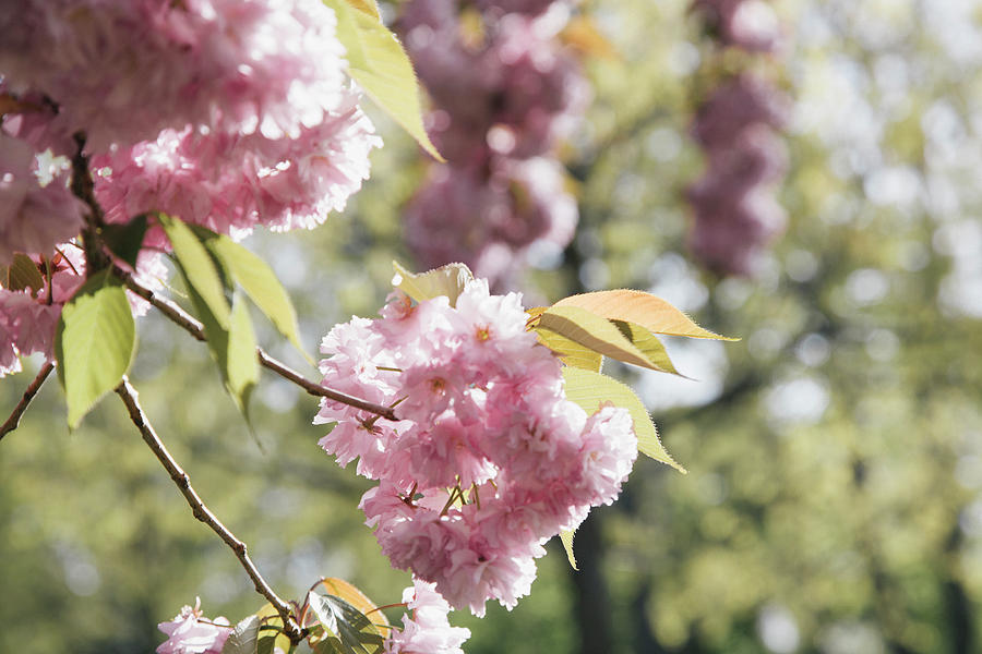 Cherry Blossoms In Spring Photograph by Sasha Weleber