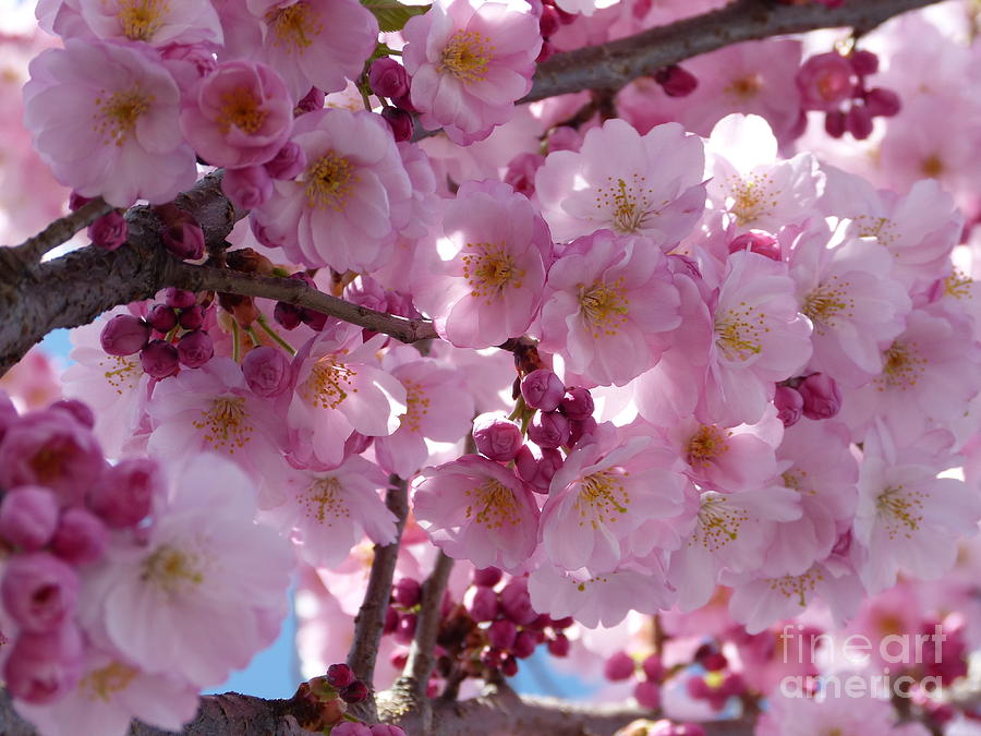 Cherry Blossoms In Spring X Photograph