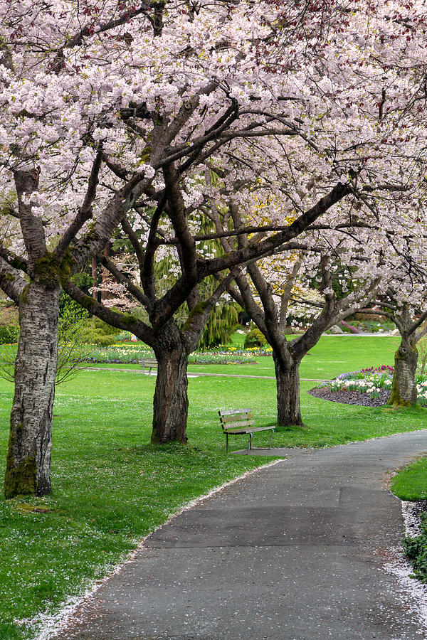 Cherry Blossoms in Stanley Park Photograph by Michael Russell