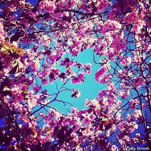Cherry Blossoms In The Sky / Berlin Photograph by Cally Stronk