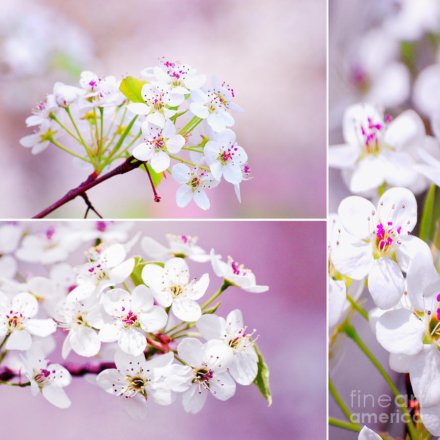 Flower Photograph - Cherry Blossoms in the Spring by Sabine Jacobs