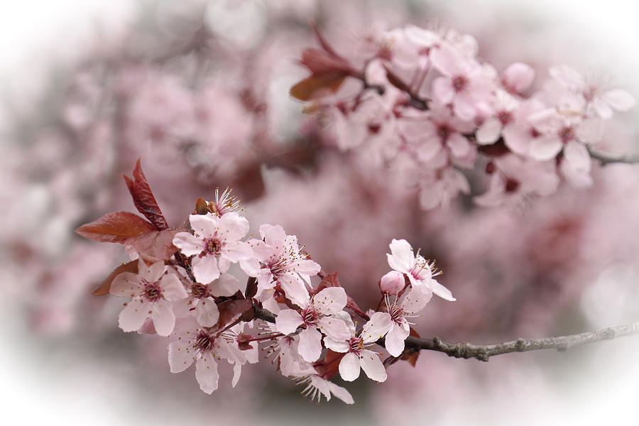 Cherry Blossoms Photograph by Inge Riis McDonald