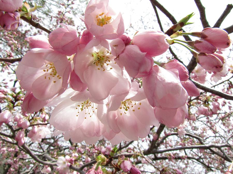 Cherry Blossoms Photograph by Jennifer Wheatley Wolf