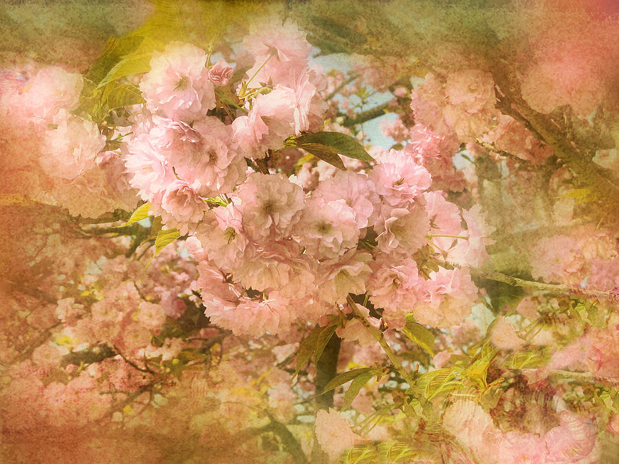 Cherry Blossoms Photograph by Jessica Jenney