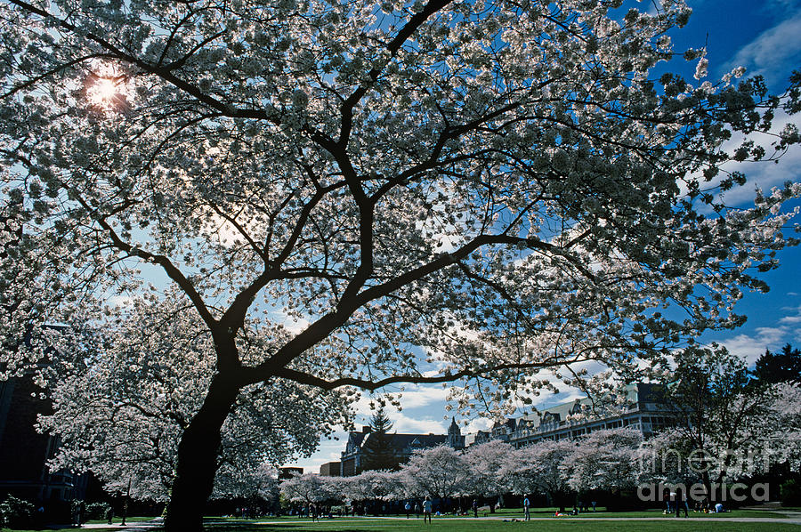 Cherry Blossoms Photograph by Jim Corwin
