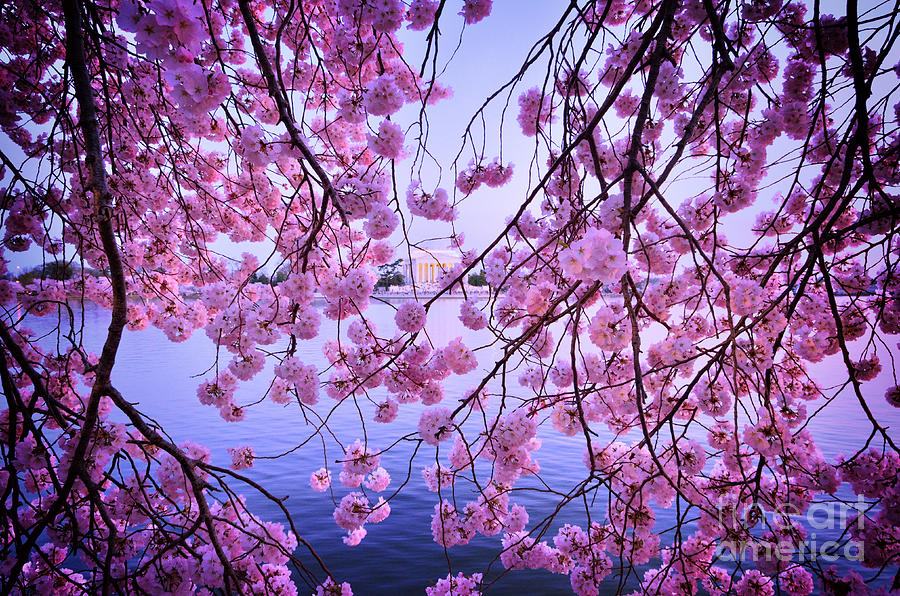 Cherry Blossoms Photograph by Jonas Luis