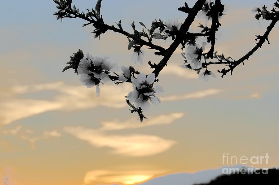 Flower Photograph - Cherry Blossoms by Jordan Rusin
