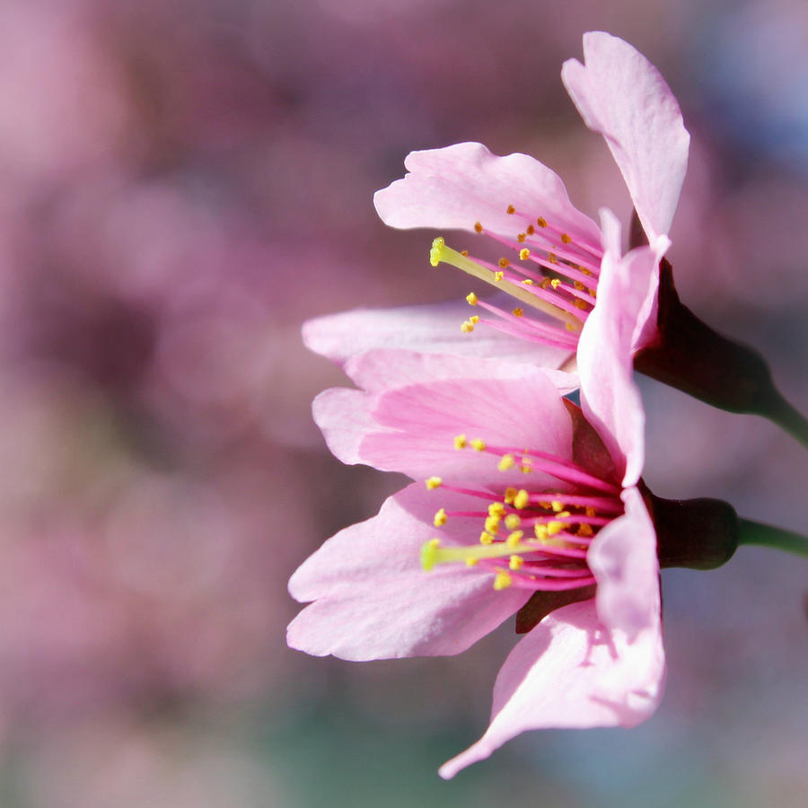 Cherry Blossoms Photograph by Joseph Skompski