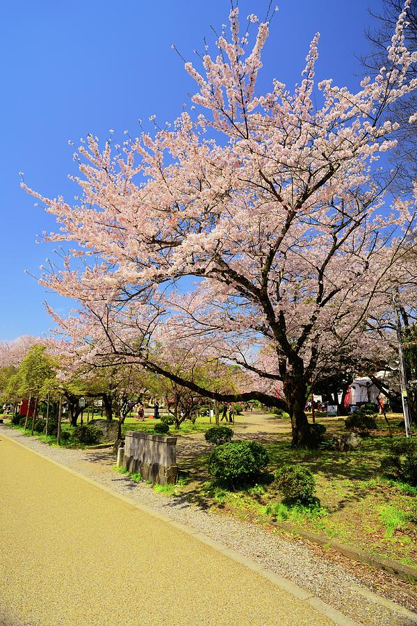 Cherry Blossoms Photograph by Joyoyo Chen