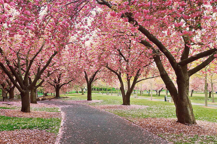 Cherry Blossoms Photograph by Katherine Gendreau - Fine Art America