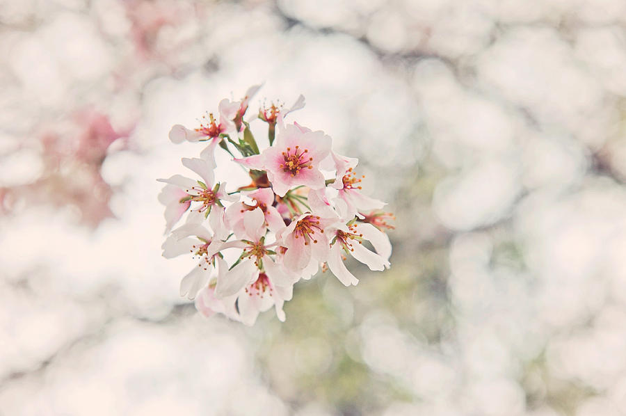 Cherry Blossoms Photograph by Kelley Nelson