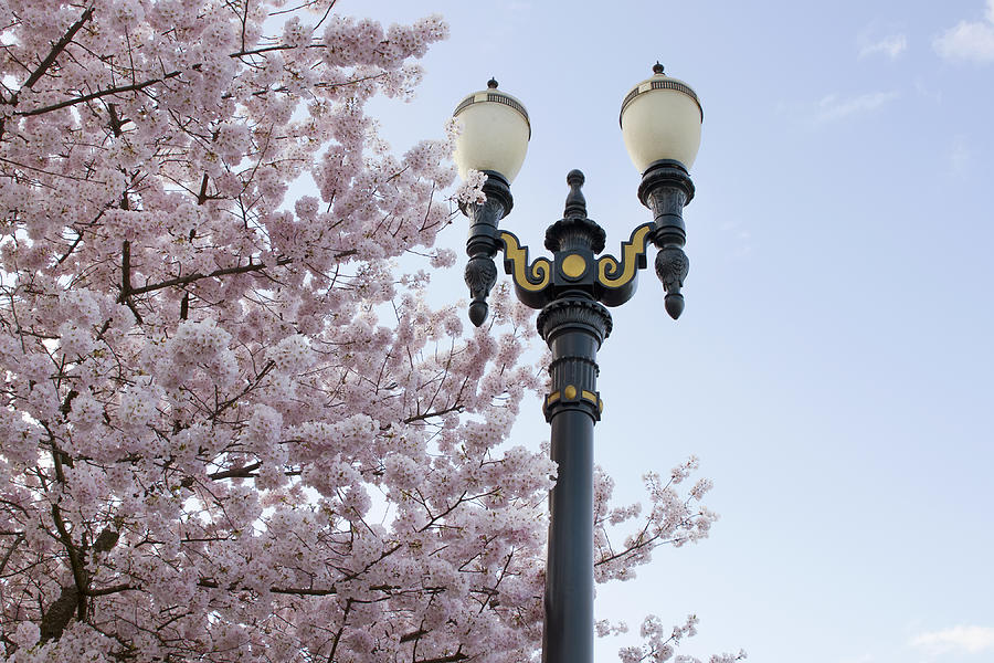Cherry Blossoms Lamp Post Against Blue Sky Photograph by David Gn