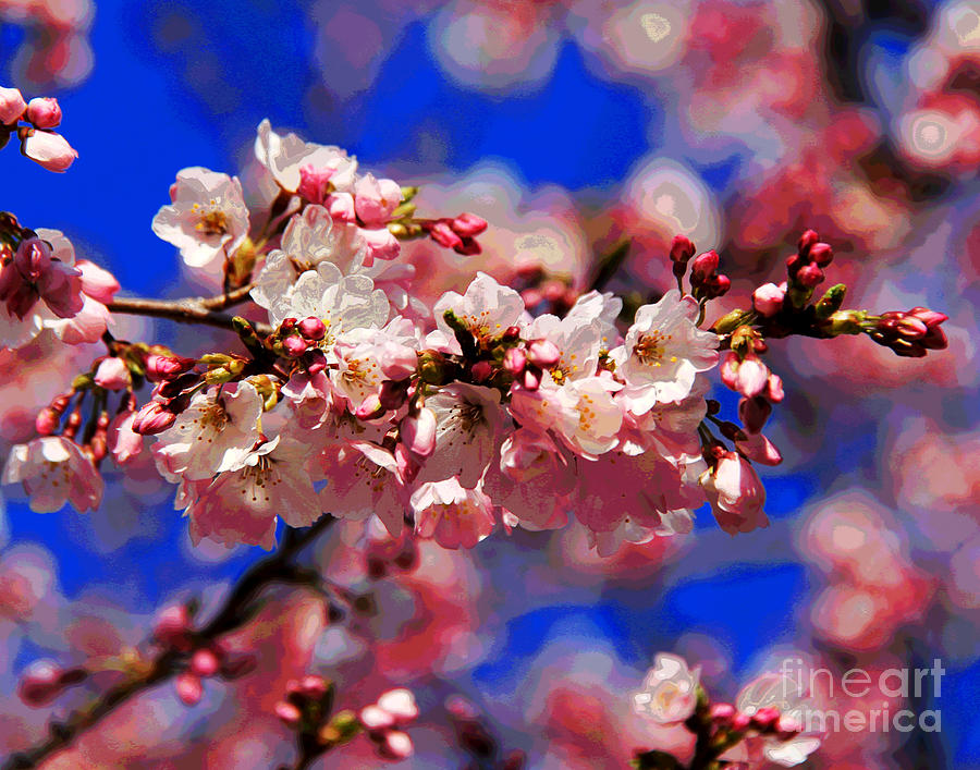 Cherry Blossoms Photograph by Larry Oskin