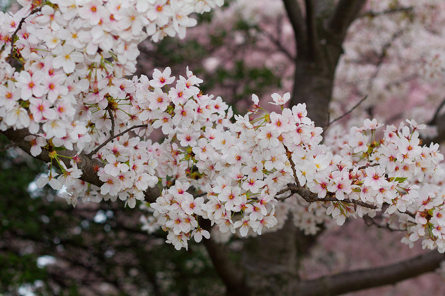 Cherry Blossoms Photograph by Leah Palmer