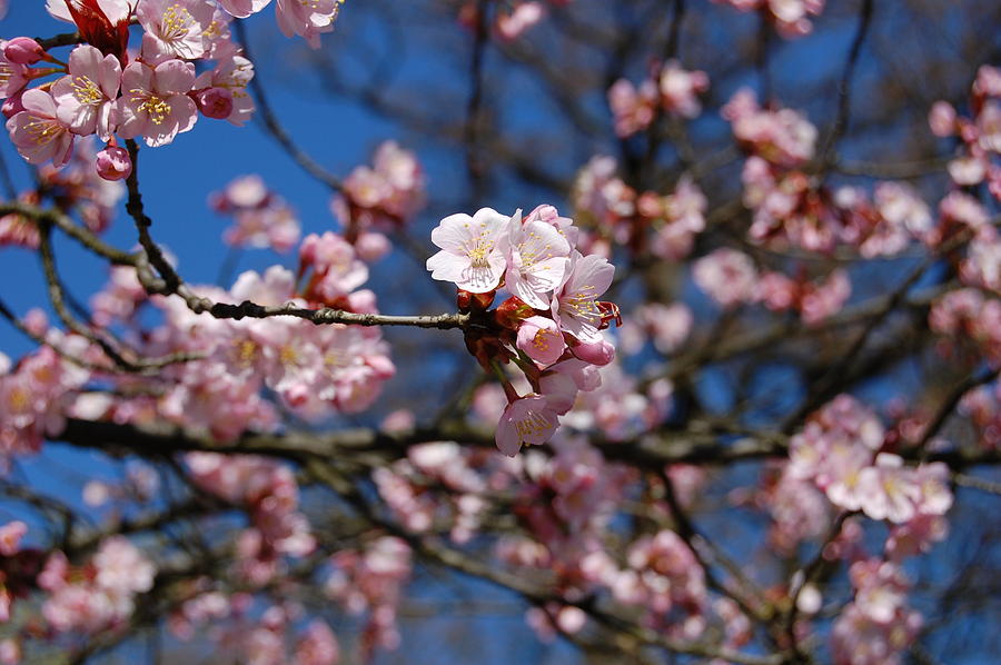 Flower Photograph - Cherry Blossoms by Liene ART
