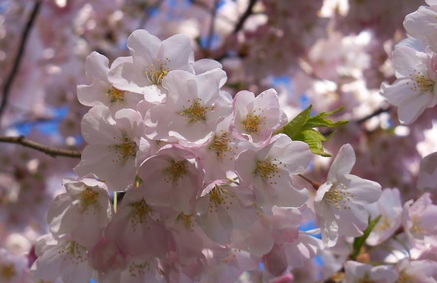 Cherry Blossoms Photograph by Lingfai Leung