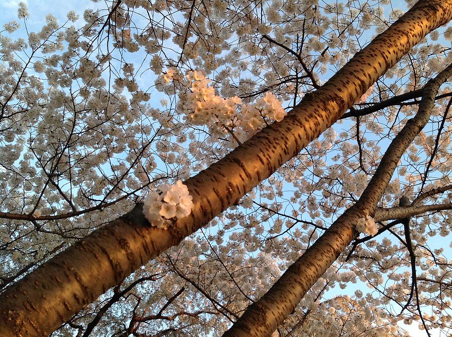 Spring Photograph - Cherry Blossoms by Lois Ivancin Tavaf