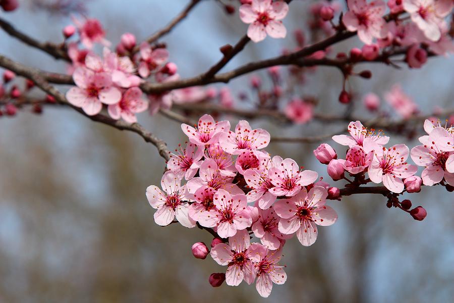 Cherry blossoms Photograph by Lynn Hopwood
