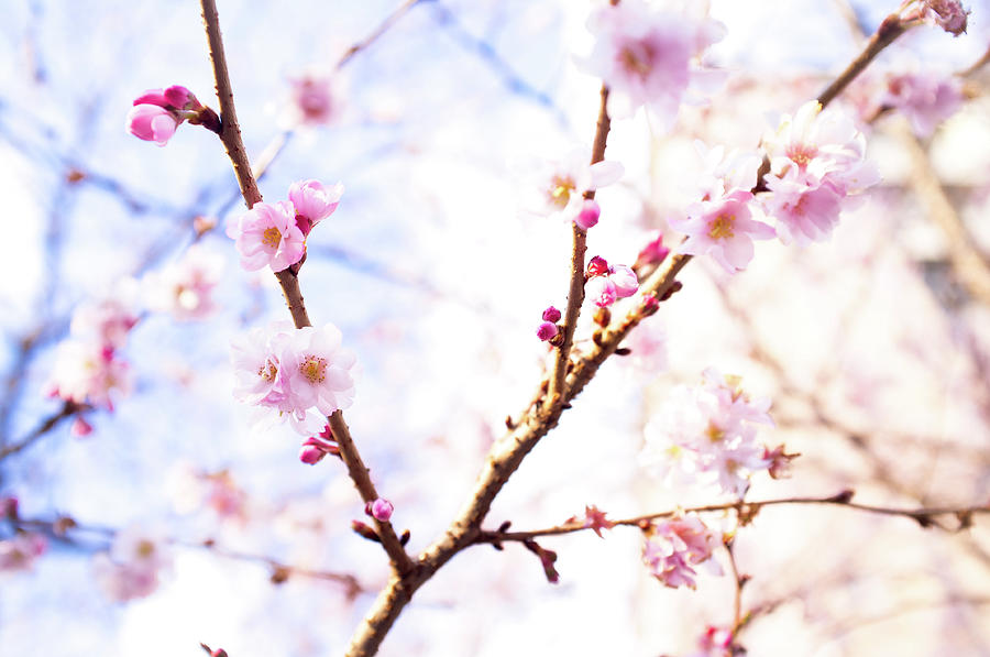 Cherry Blossoms Photograph by Marser