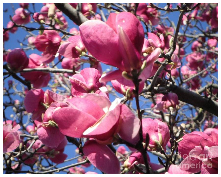 Spring Heart Blossoms Photograph by GJ Glorijean