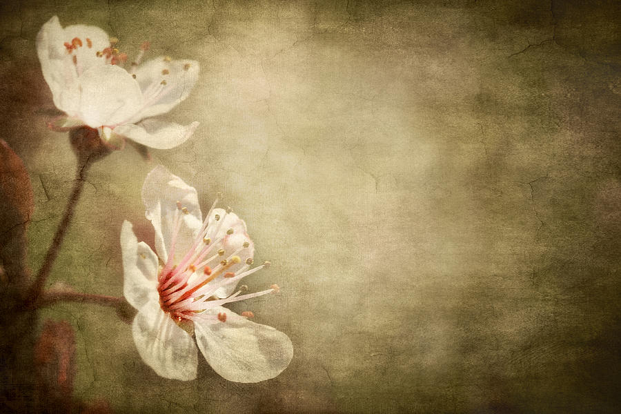 Cherry Blossoms Photograph by Meirion Matthias