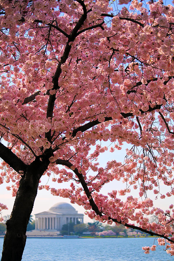 Cherry Blossoms Photograph by Mitch Cat